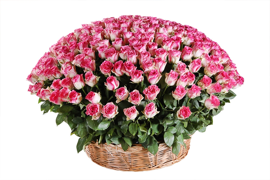 Букет 301 роза Малибу в корзине купить в Москве. Сайт floral-tale