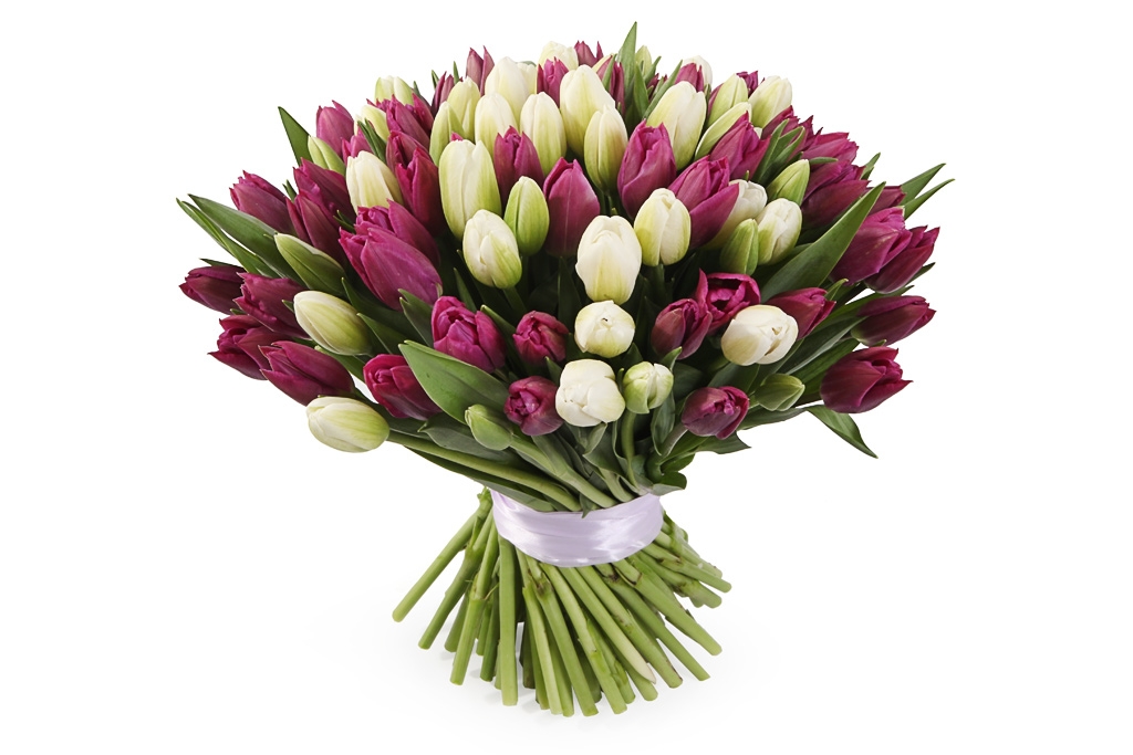 Букет 101 королевский тюльпан, бело-пурпурный микс купить в Москве - Floral-Tale