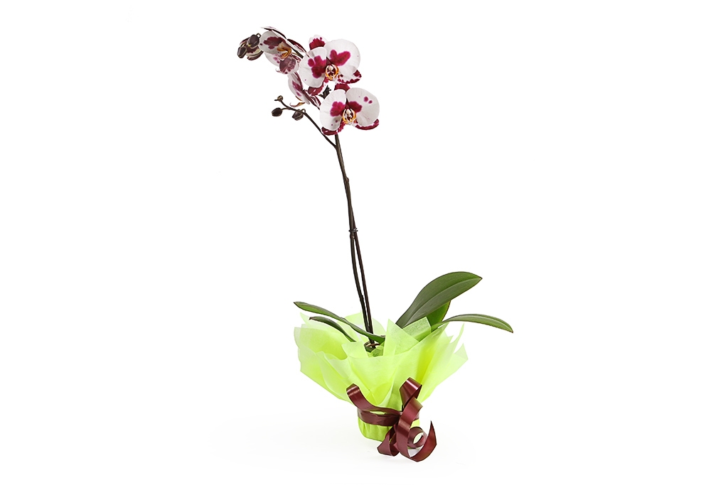 Орхидея Фаленопсис бело-бордовая (1 ствол) купить недорого в Москве - floral-tale.ru