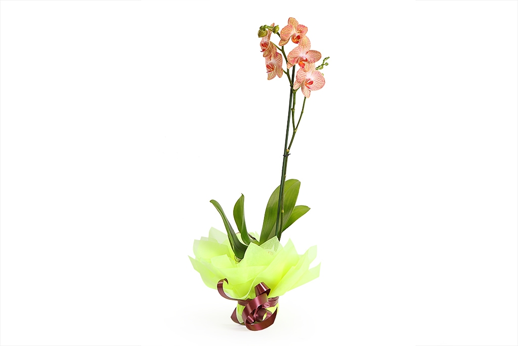 Орхидея Фаленопсис лимонно-розовая (1 ствол) купить недорого в Москве - floral-tale.ru