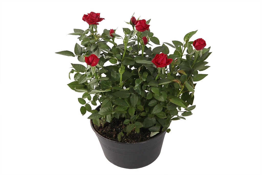 Кустовая роза в горшке (красная) купить недорого в Москве - Floral-Tale