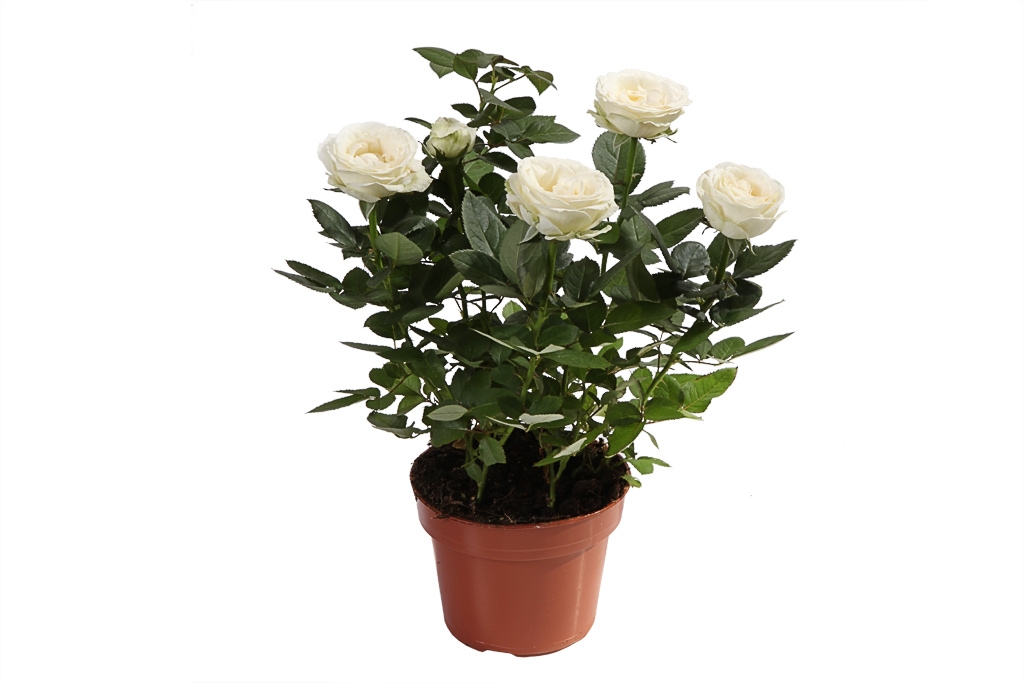 Кустовая роза в горшке (белая) купить недорого в Москве - Floral-Tale