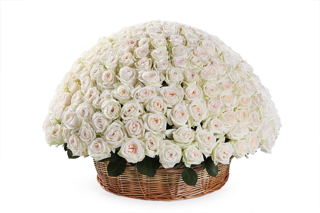 Букет 301 роза Вайт О’Хара в корзине купить в Москве. Сайт floral-tale