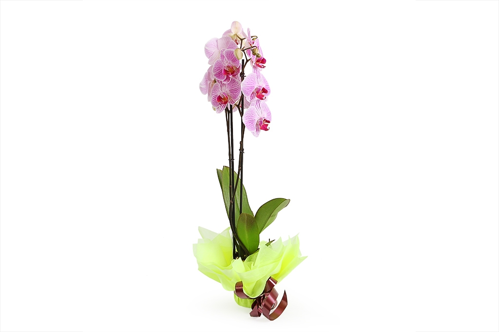 Орхидея Фаленопсис бело-фиолетовая (2 ствола) купить недорого в Москве - floral-tale.ru