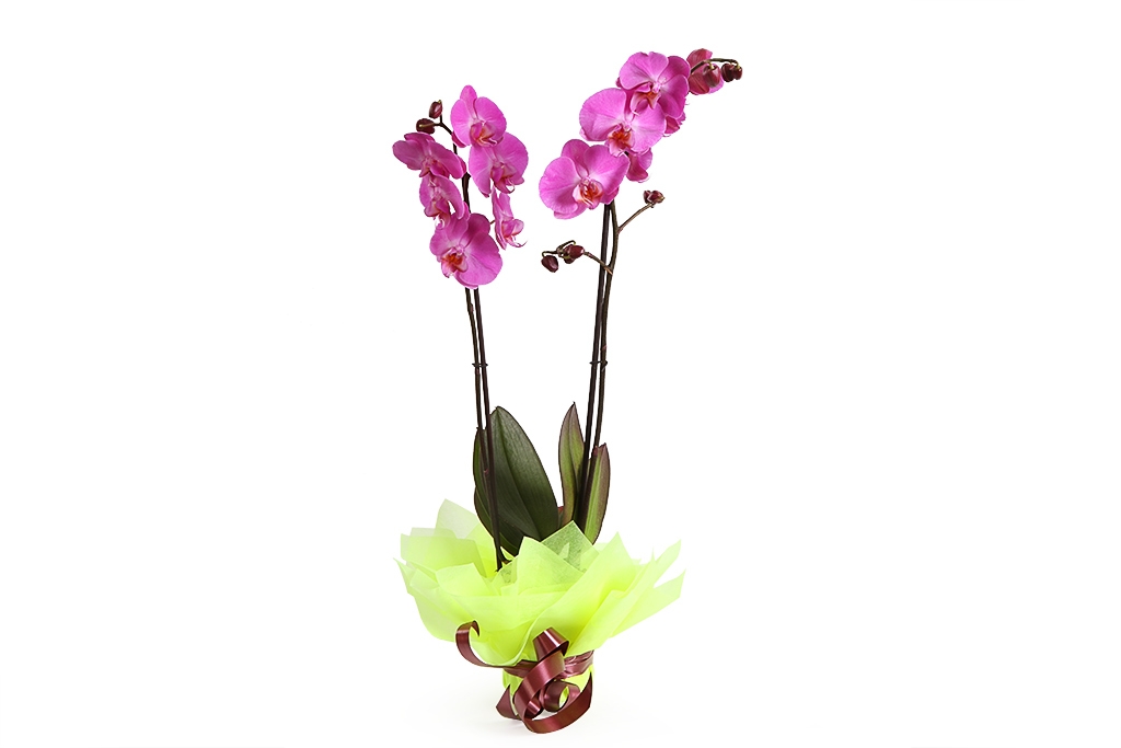 Орхидея Фаленопсис фиолетовая (2 ствола) купить недорого в Москве - floral-tale.ru