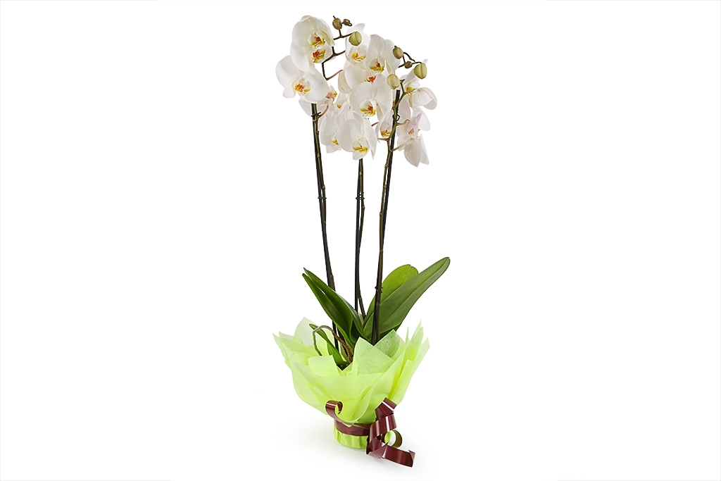 Орхидея Фаленопсис белая (3 ствола) купить недорого в Москве - floral-tale.ru