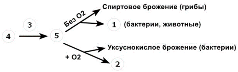 Схема гидролиза