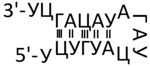 Биология, задание 27, рис.1