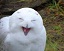 White Owl