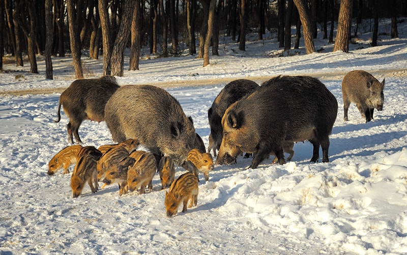 В Бузулукском бору начался зимний подкормочный сезон