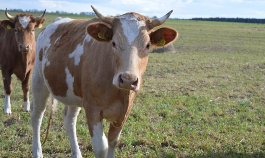 КФХ из Бугурусланского района приобрело 45 молочных коров
