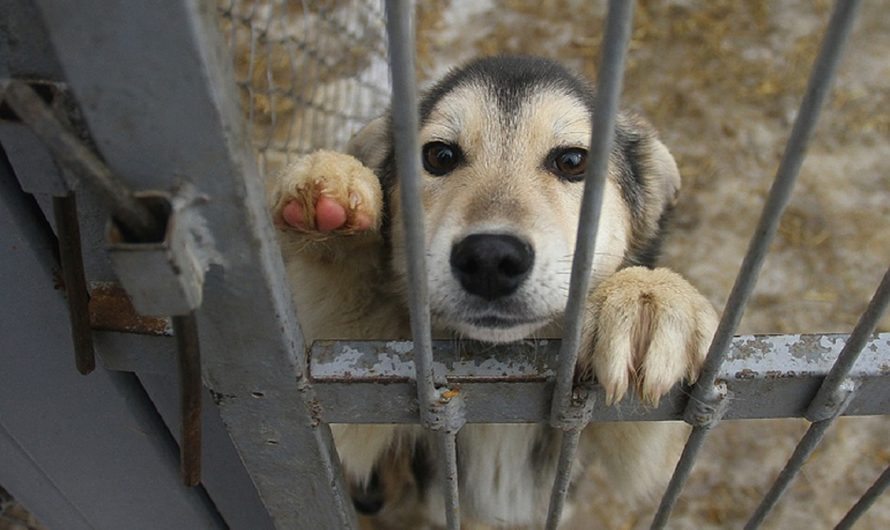 В 2022 году в Бугуруслане отловили 78 безнадзорных животных