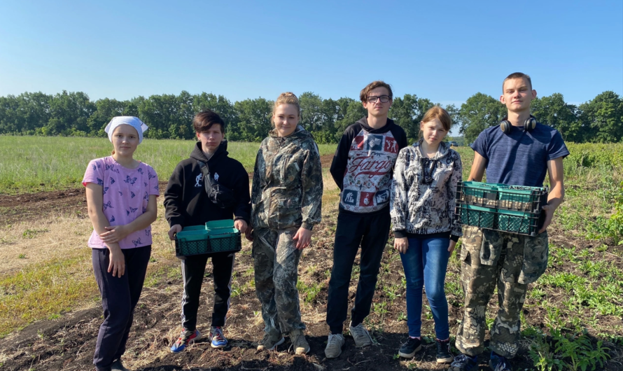 Ягодные плантации, лимонадный цех: где подрабатывают бугурусланские школьники летом