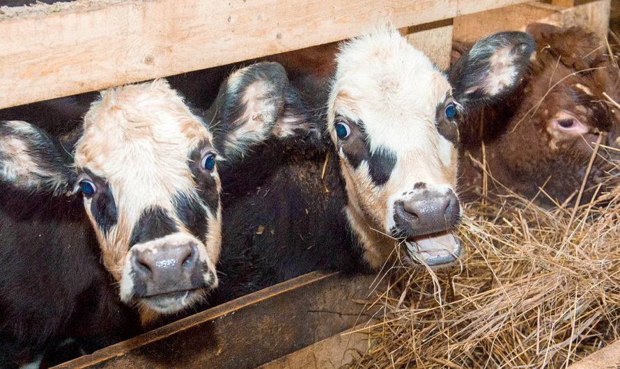В Бугурусланском районе зимовка скота проходит в штатном режиме