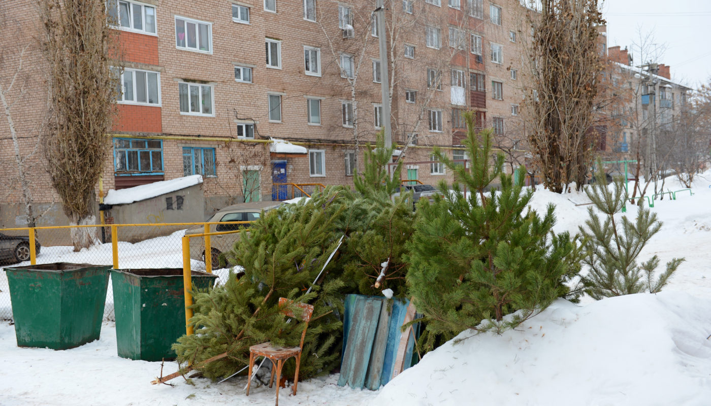 В Бугуруслане определены площадки для сбора новогодних деревьев |  11.01.2024 | Новости Бугуруслана - БезФормата