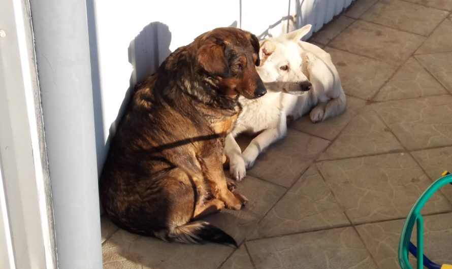Жительнице Бугурусланского района, пострадавшей от укуса домашнего пса, компенсируют моральный вред