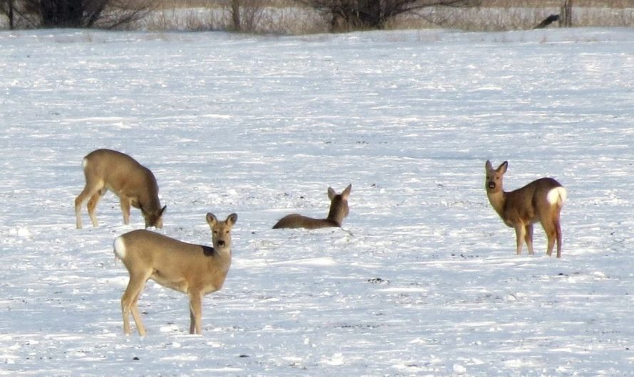 Главный охотовед Бугурусланского района рассказал, как прошел зимний сезон