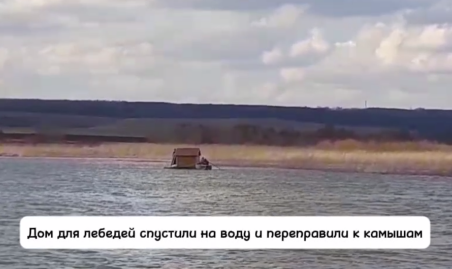 В Бугурусланском районе для лебединой пары на воду спустили плавучий дом
