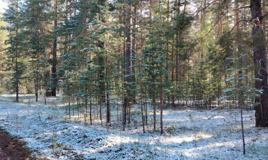 Снова зима. В Бузулукском бору выпал снег