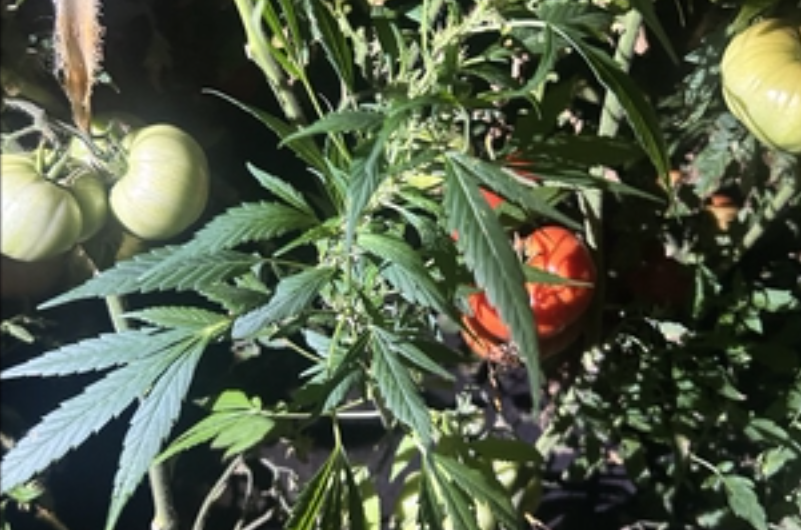 В Бугуруслане 62-летний мужчина выращивал в огороде коноплю