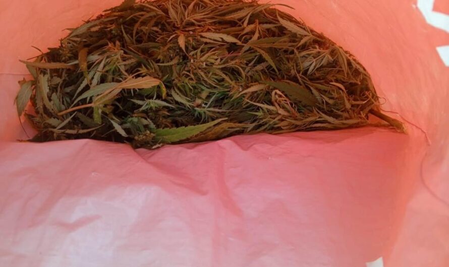 В Бугуруслане 23-летнюю девушку задержали с марихуаной