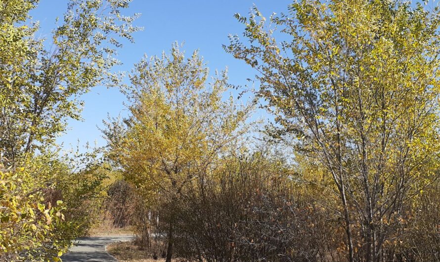 В Бугуруслане 7 октября прогнозируют теплую и солнечную погоду