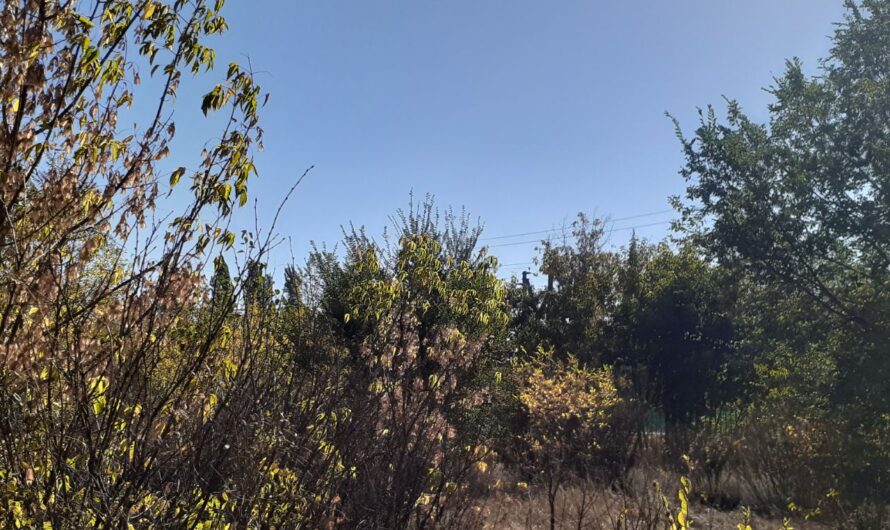 Солнечно и чуть ветрено. В Бугуруслане 8 октября ожидается теплая погода