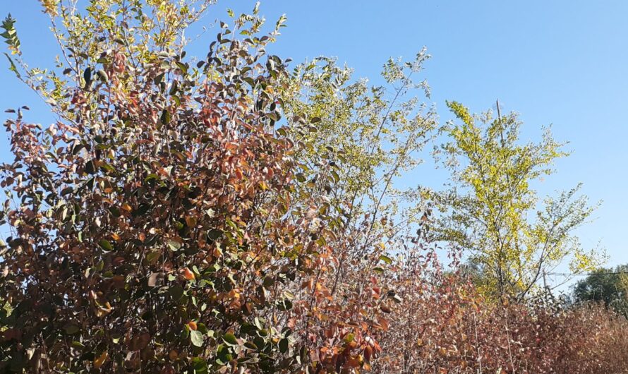 Последний рабочий день на этой неделе в Бугуруслане будет теплым