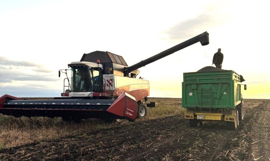 Уборка подсолнечника продолжается. Бугурусланский район лидирует по урожайности