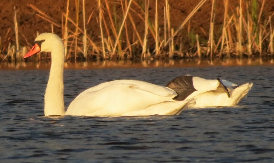 Марина Прасолова поделилась с бугурусланцами осенними зарисовками