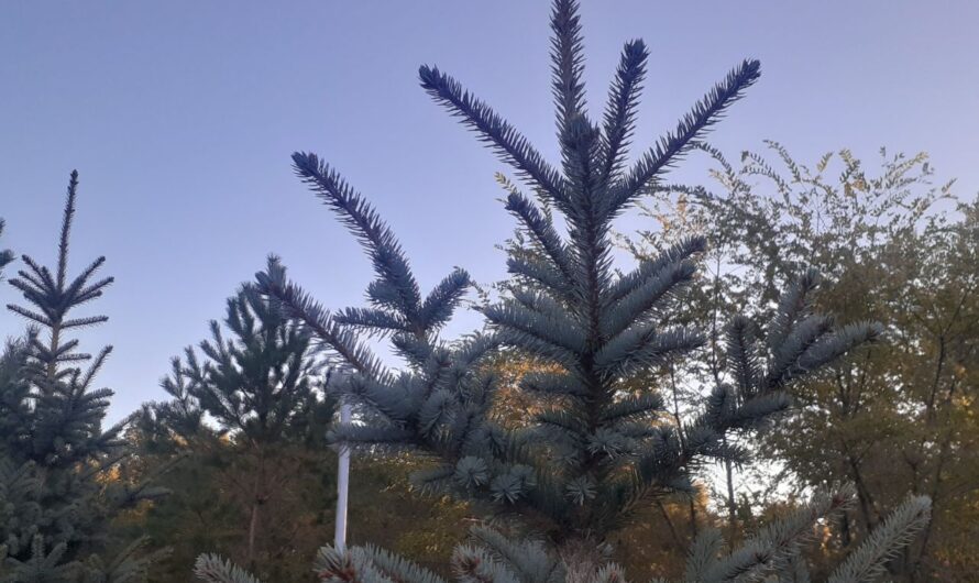 Осень балует теплом. В Бугуруслане 5 октября воздух прогреется до +17 градусов