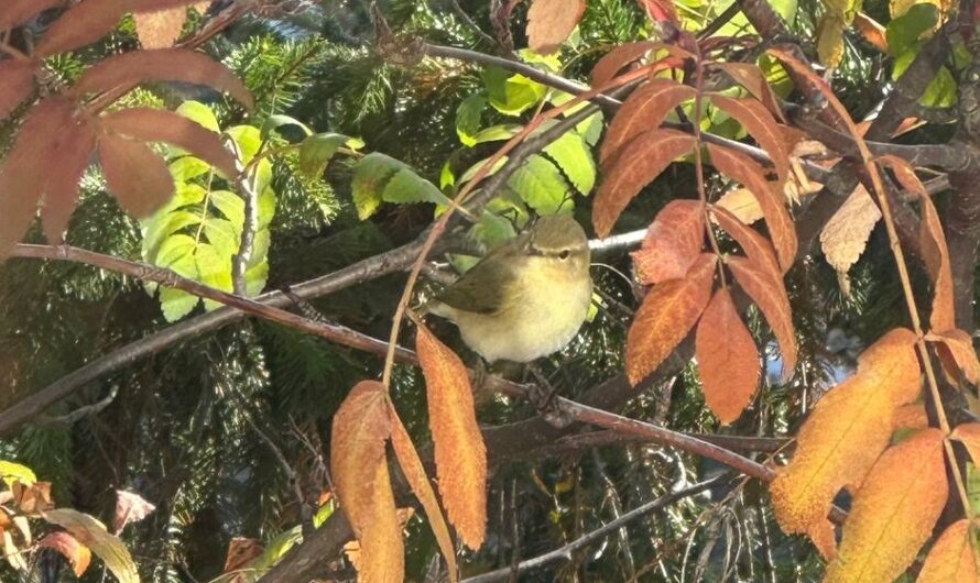 В Бузулукском бору заметили пеночку-теньковку