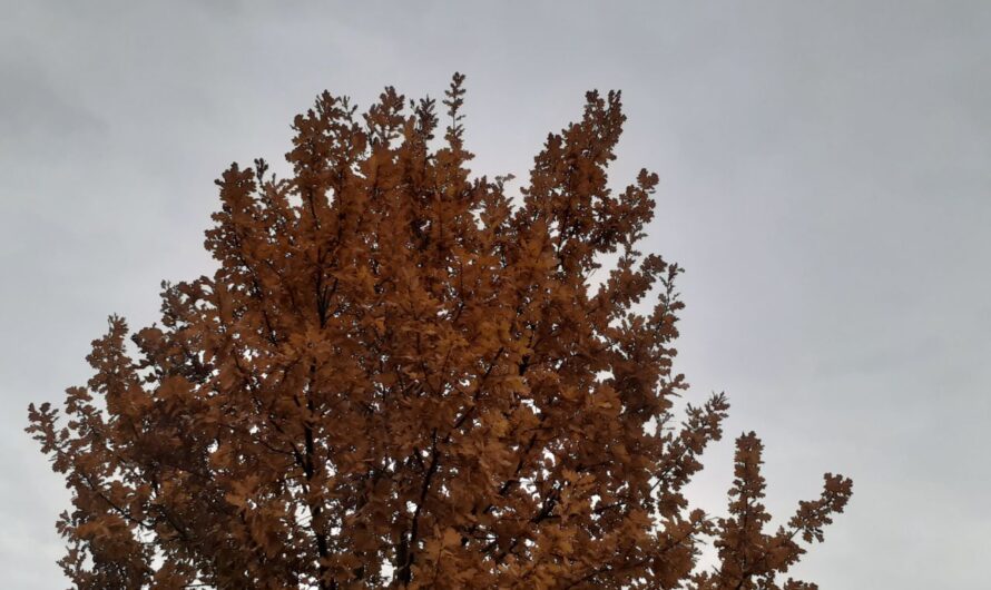 В Бугуруслане в День народного единства ожидается холодная погода