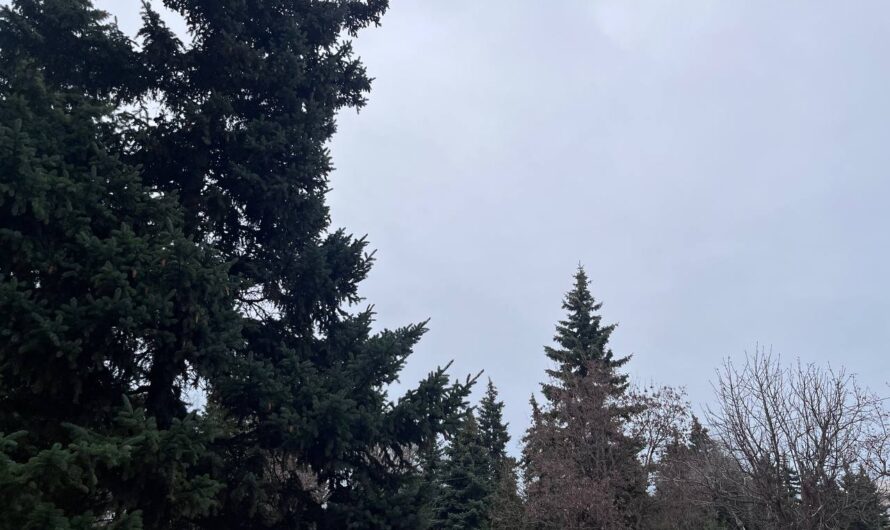 В Бугуруслане 12 ноября ожидается туман