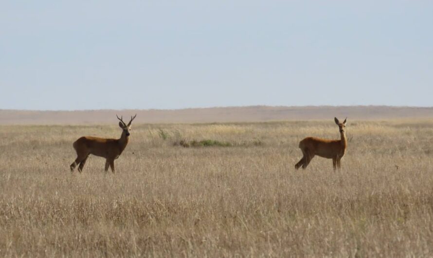 В Оренбуржье стартовал сезон охоты