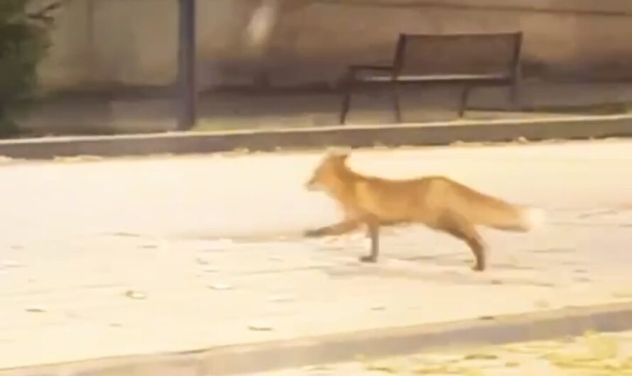 По центральной улице Бугуруслана гуляла лиса
