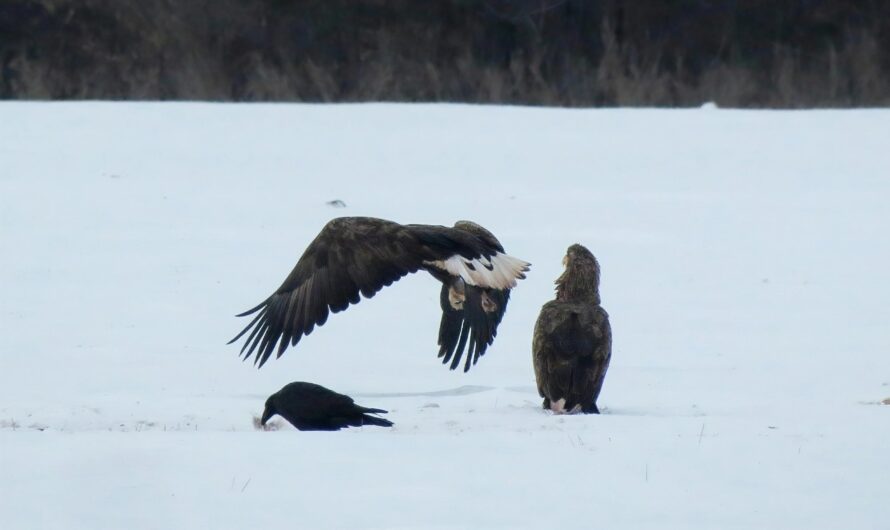 Под Бугурусланом романтический ужин орланов испортили вороны