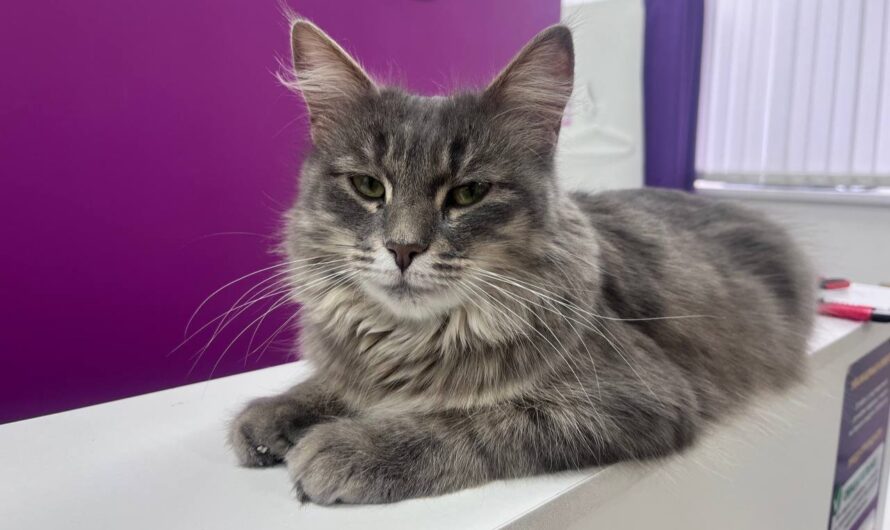 В Бугуруслане кошка Булочка облюбовала пункт выдачи маркетплейса