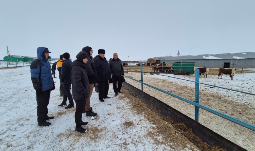 В Бугурусланском районе изучают особенности казахской белоголовой породы коров