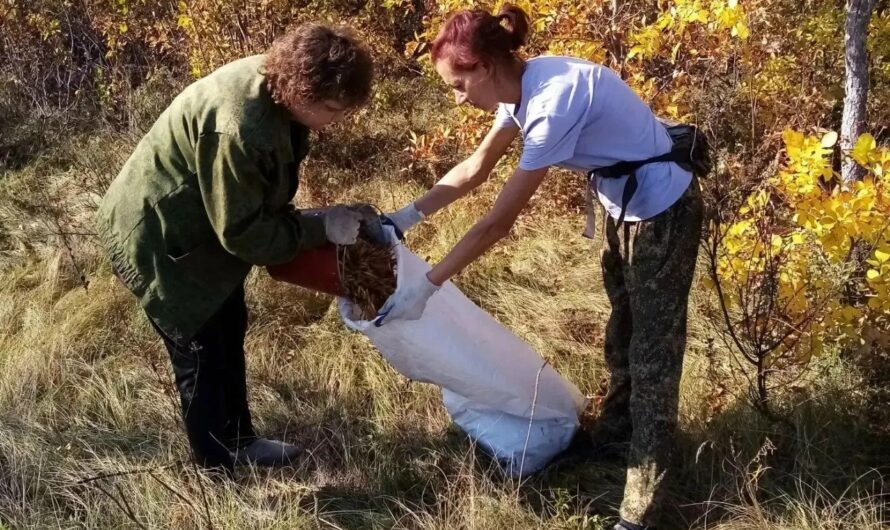 В Оренбуржье заготовят 30 тысяч килограммов семян лесных растений