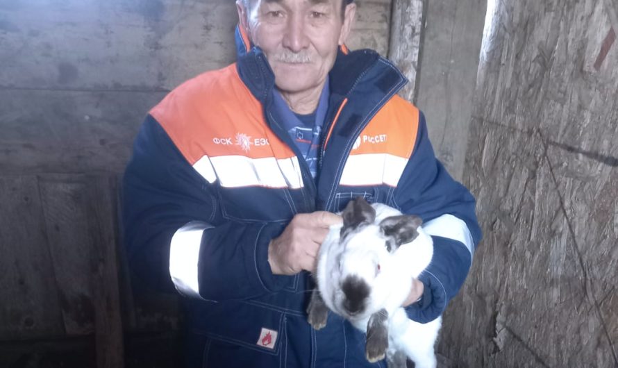 Кашкымбай Иргалеев из Буранного поделился секретами разведения кроликов