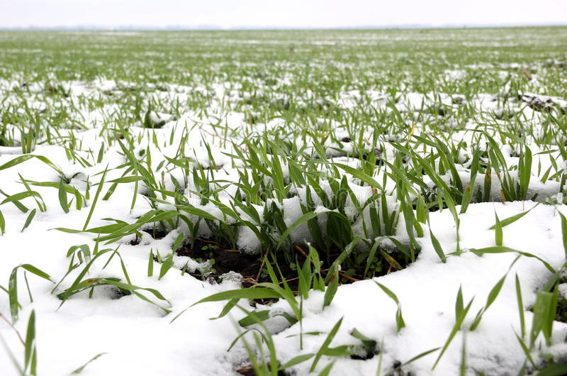 Посевы на полях Соль-Илецкого городского округа зимуют комфортно