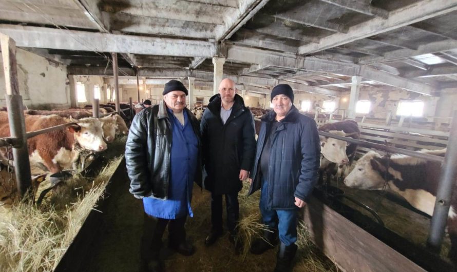 Сельскохозяйственный производственный кооператив «Линёвский» увеличивает поголовье