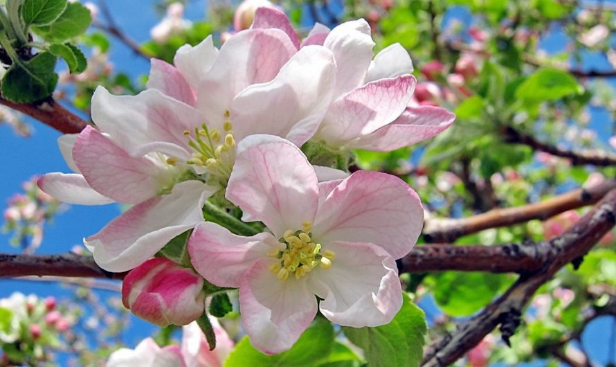 Соль-илецкие метеорологи прогнозируют цветение яблонь 3 мая