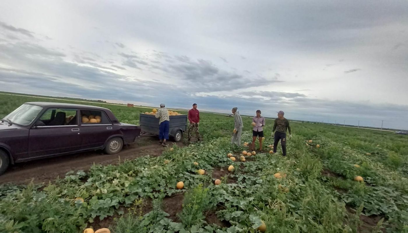 В Соль-Илецке идёт сбор первых арбузов и дынь | 20.07.2023 | Новости Соль- Илецка - БезФормата