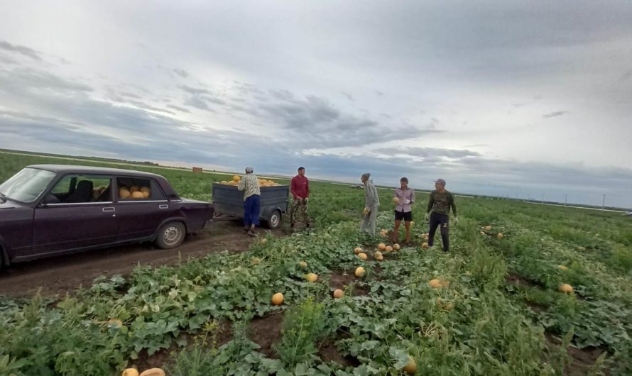 В Соль-Илецке идёт сбор первых арбузов и дынь