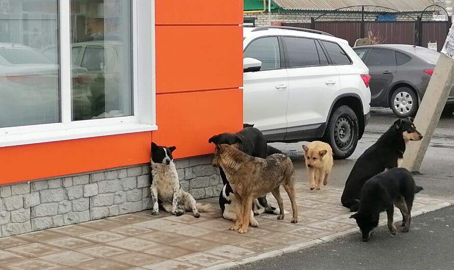С 1 июля данные о собаках и их владельцах будут регистрировать в базе