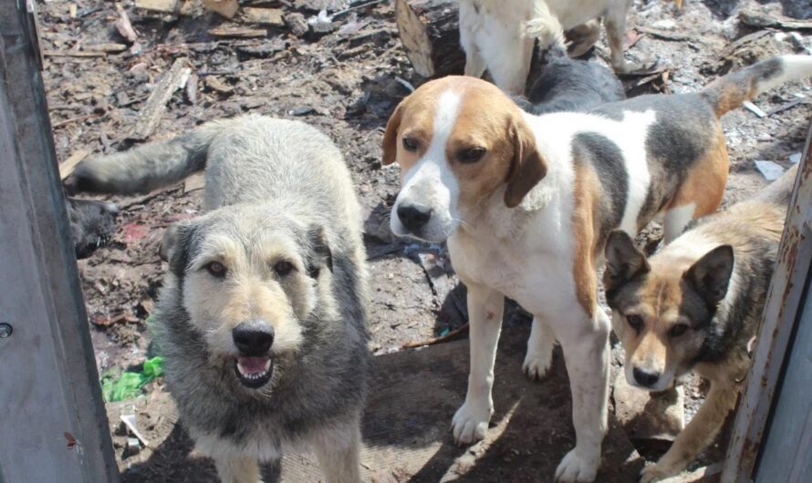 В Оренбуржье началась обязательная регистрация собак