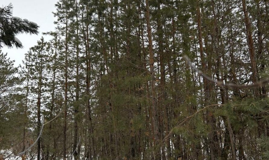 Под управление Соль-Илецкого лесничества перешел лесной фонд Акбулака