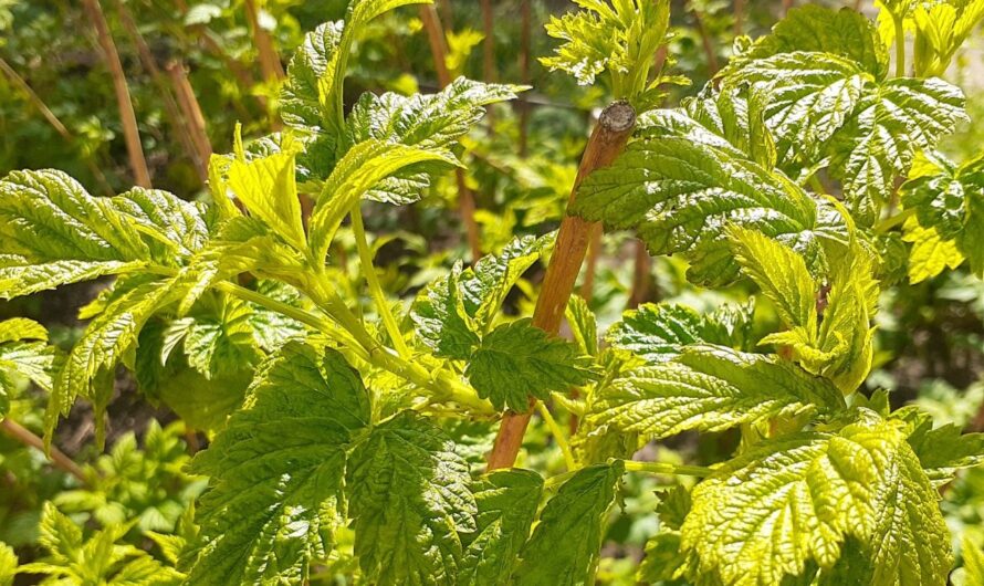 В Соль-Илецке днем, 29 мая, ожидается жара